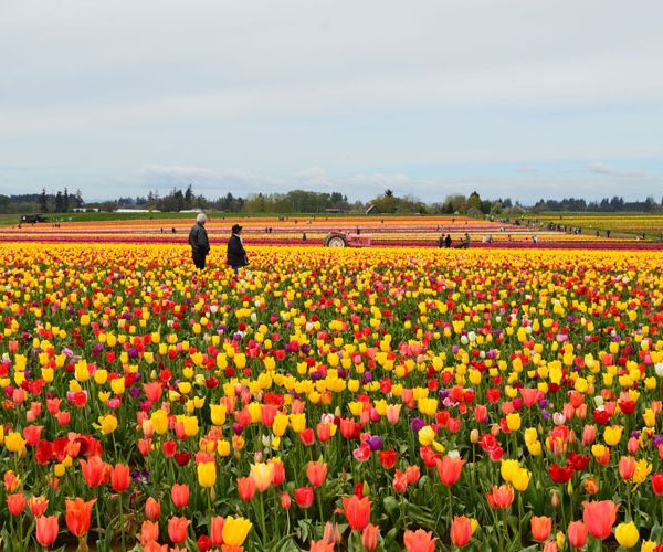Stop and Smell the Tulips in Skagit Valley
